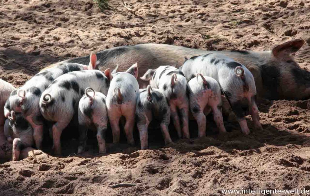 Schwein und Ferkel / digitale Landwirtschaft